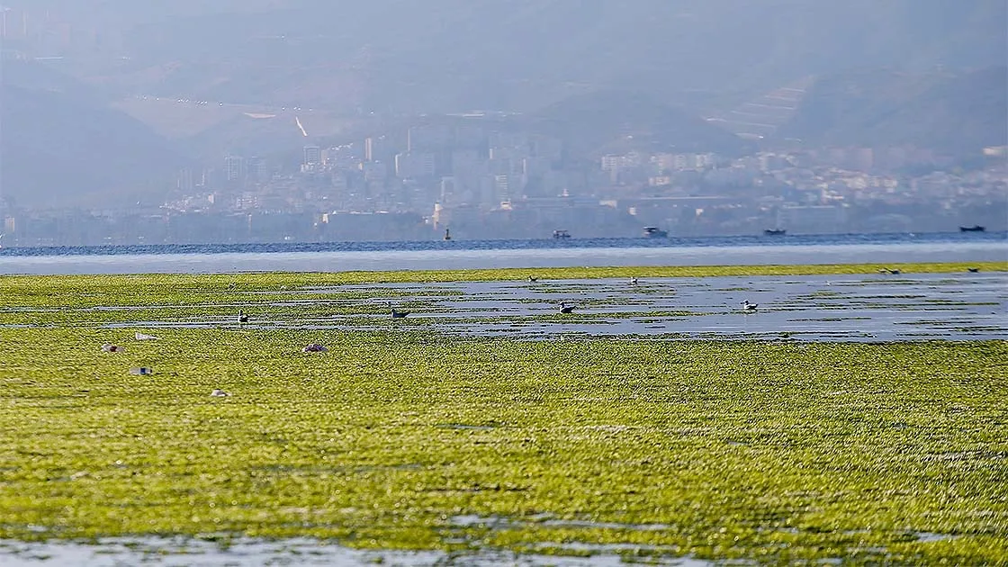 İzmir Körfezi'nde bolca bulunan deniz marulu Türk mutfağına kazandırılacak