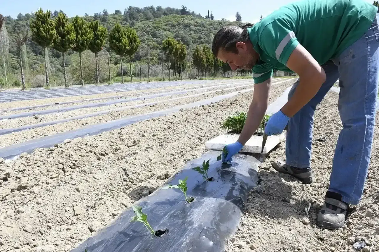 Kuşadası'nda yaz sezonu hazırlıkları başladı