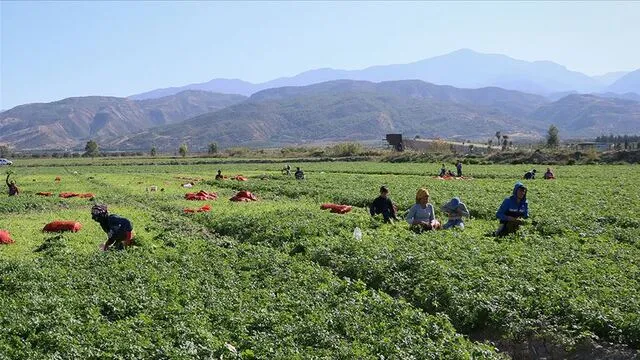 Mevsimlik tarım işçilerinin ücretleri katlandı!