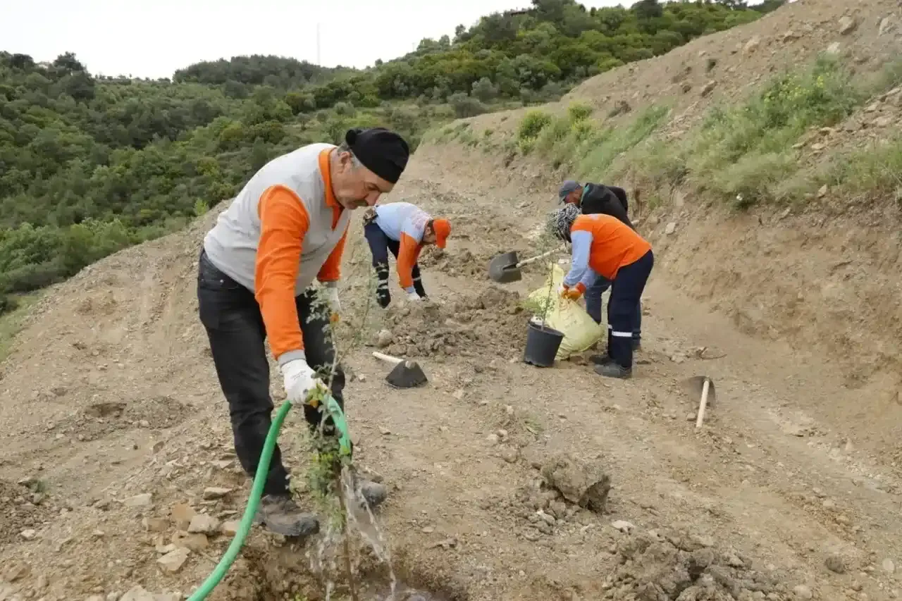 Sakız ağacı fidanları toprakla bir araya geldi