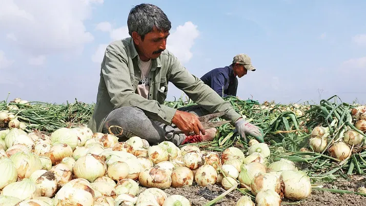 Sezonun ilk taze soğanının kilosu 14 liradan alıcısını buluyor