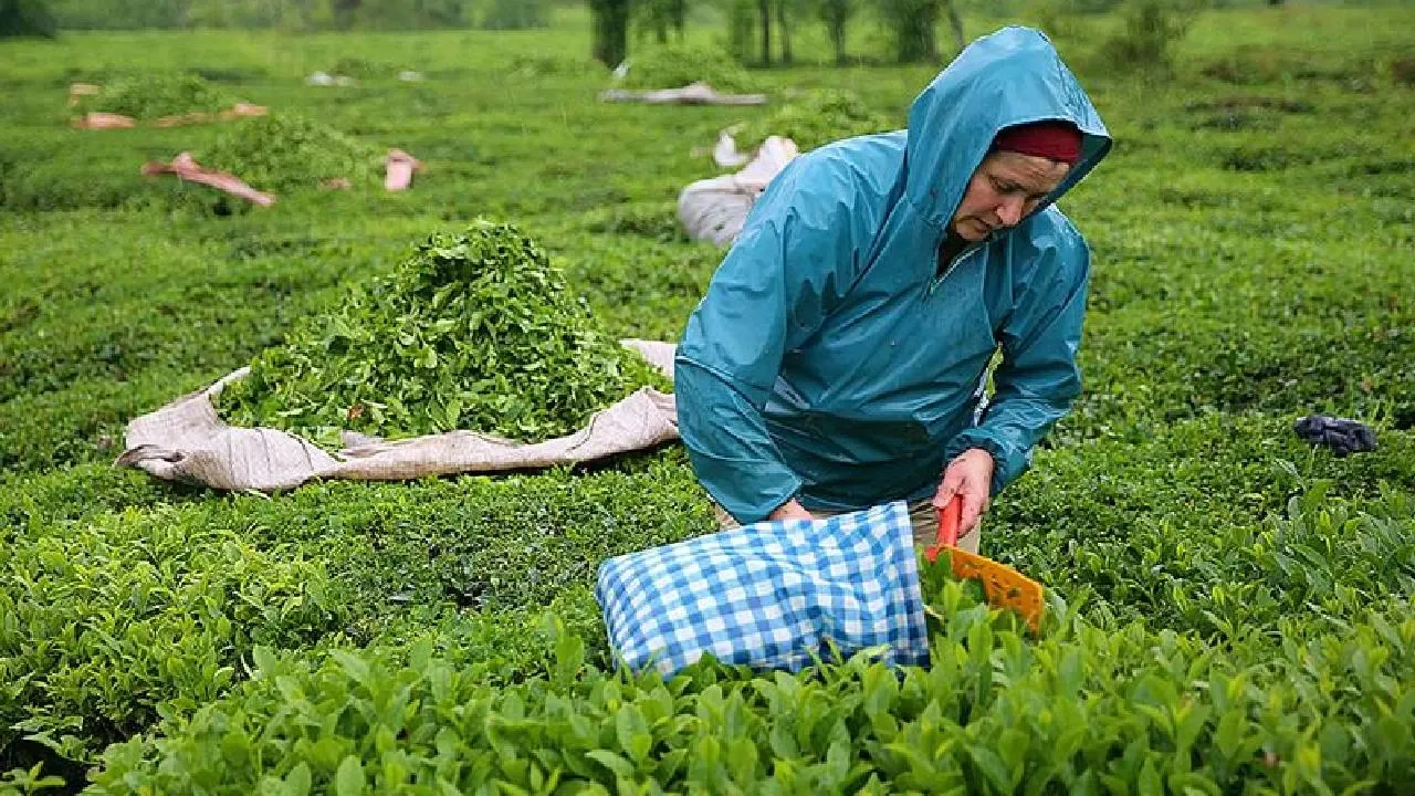 Yaş çay alım fiyatı belli oldu!