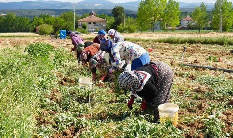 Dünyaca ünlü lezzette yüzde 30 verim kaybı bekleniyor...