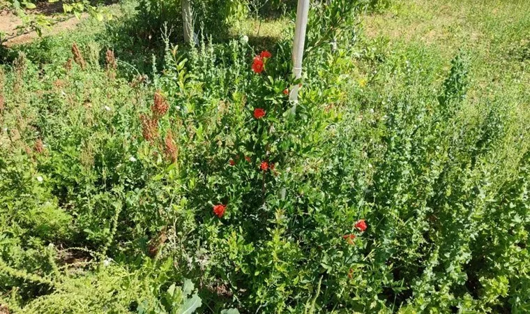 Yetişmesi zor olan meyveler çiçek açtı!