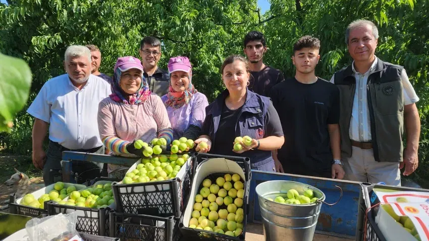 'Bayramiç beyazı'nda 20 bin ton üretim beklentisi!