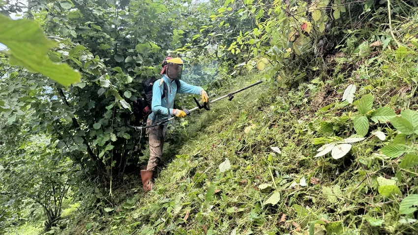 Fındık hasadı için geri sayım başladı