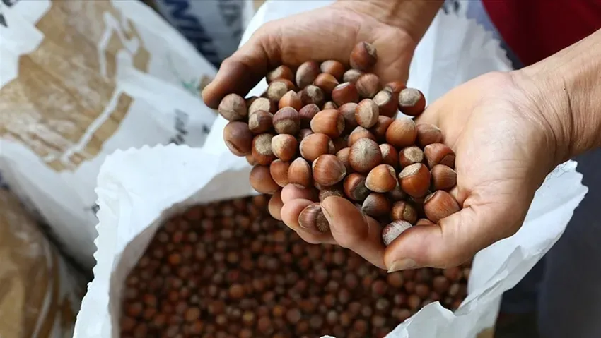 Fındık üreticisi hasat öncesi fiyat bekliyor!