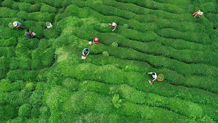 Kaliteli çay üretimi için yeni dönem! Resmi Gazete'de yayımlandı