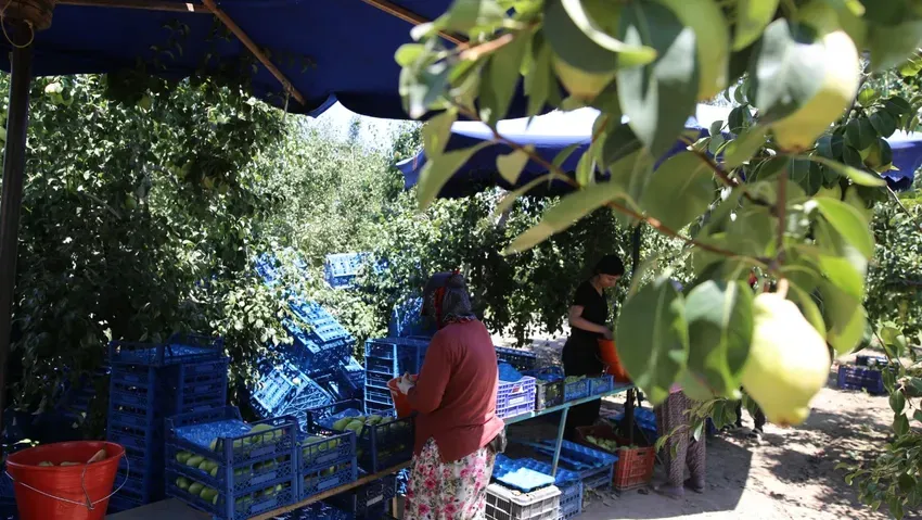 'Santa Maria' armudu üreticisini mutlu etti: 50 bin ton rekolte bekleniyor