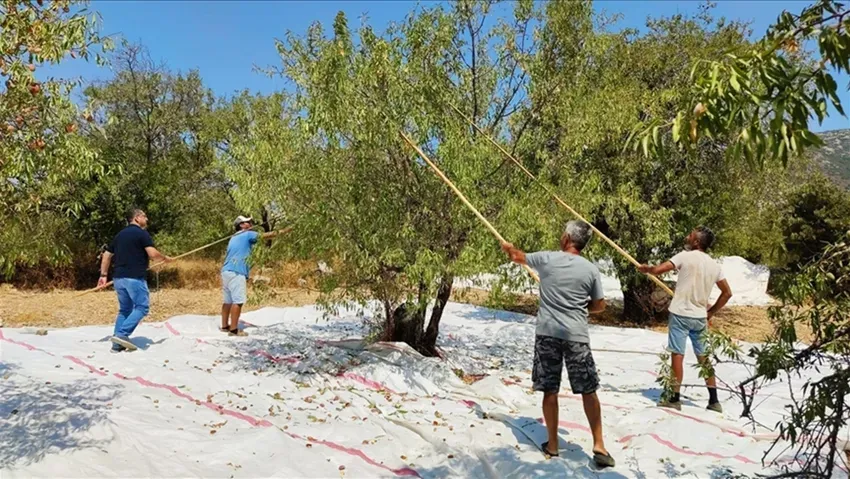 Sıcak hava badem üreticisine zor anlar yaşatıyor!