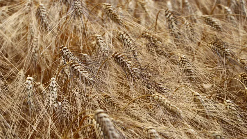 Tescilli buğday çeşitleri Tekirdağ üreticisini mutlu etti!