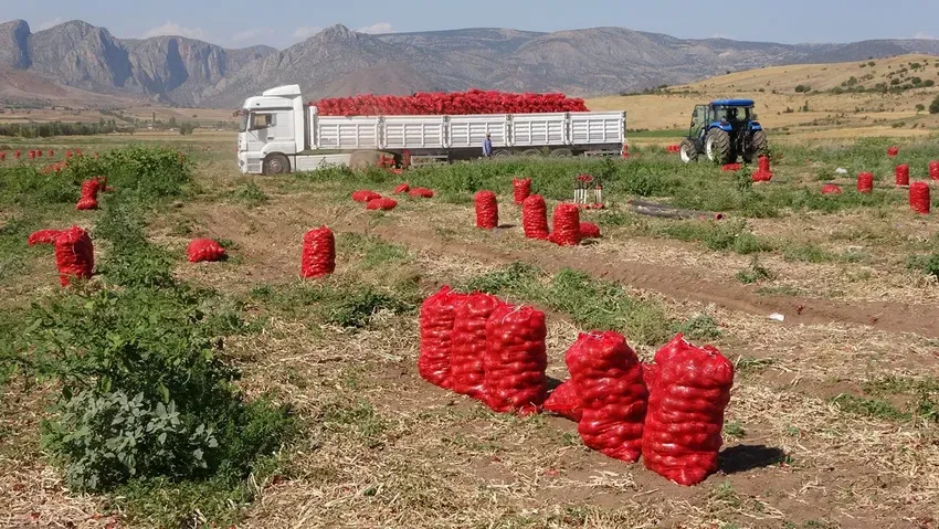 Soğanda hasat zamanı: Üreticinin yüzü gülmedi!