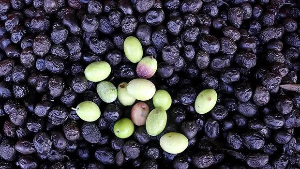 Türkiye'den 116 ülkeye sofralık zeytin ihracatı yapıldı!