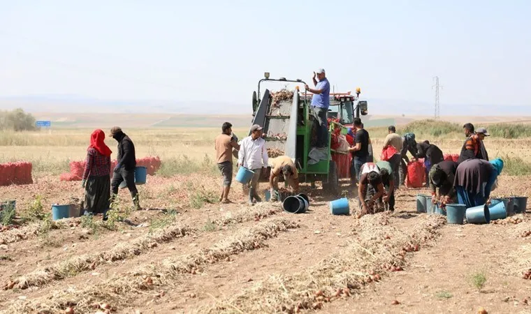 5 aylık bekleyiş sona erdi! 'Alaca mor'unda hasat zamanı....