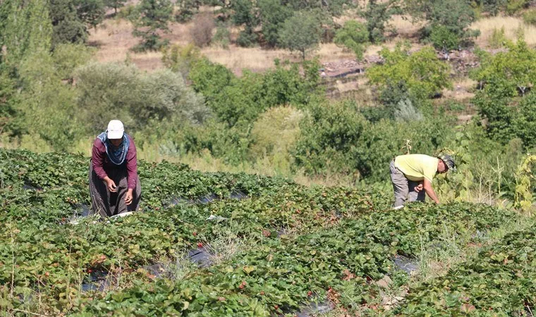 Adana'da yetişiyor: 5 dekarda başladı 900 dekara ulaştı!