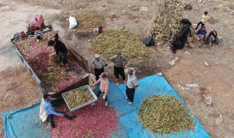 Gaziantep'te hasat başladı: Ekildikten 20 sene sonra mahsul veriyor!