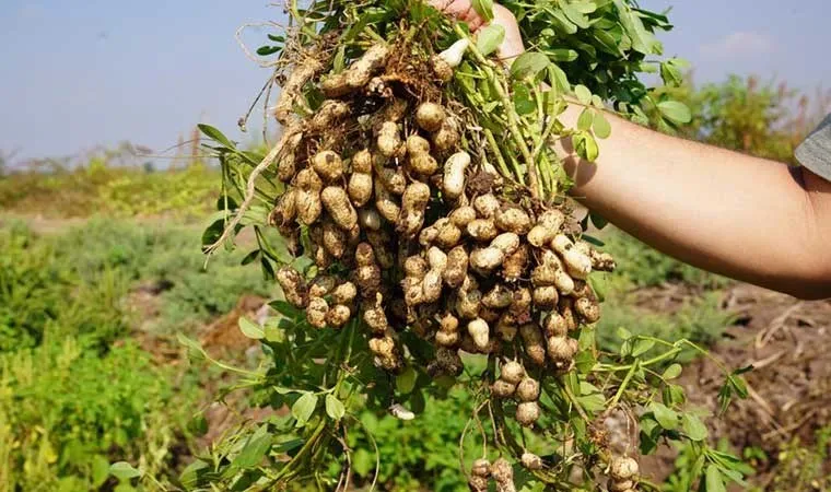 Osmaniye'de yer fıstığı hasadı başladı!