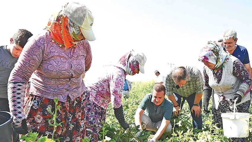 70 liralık bamyanın, fiyatını 41 dolara çıkardı