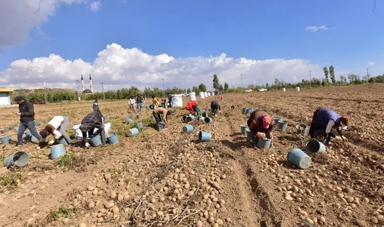 Bitlis'te hasat başladı: 56 bin dekar alandan 300 bin ton ürün bekleniyor