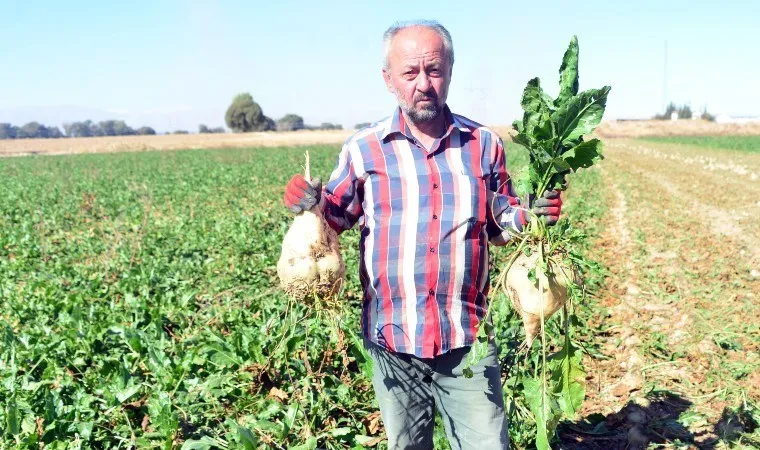 Elbistan Ovası'nda hasat zamanı: Rekolte 100 bin ton arttı!