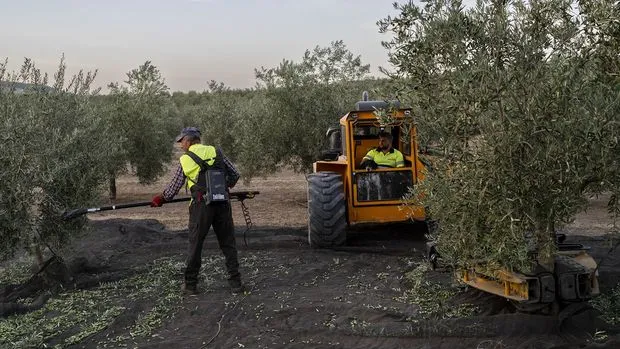 İspanya, zeytinyağı rekoltesinde artış bekliyor