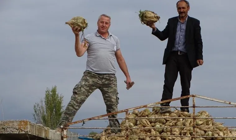 Kütahya'da hasat başladı: Rekoltenin 2 bin ton civarında olması bekleniyor...