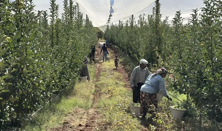 Malatya'da hasat başladı: Tarlada 10, markette 40 TL