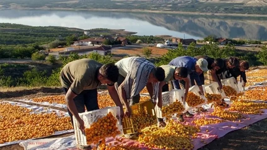 Malatya kayısısı ihracat getirisi: 286,9 milyon dolar