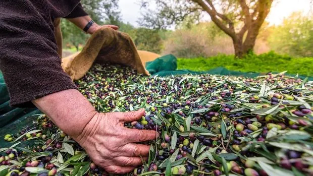 Marmarabirlik zeytin alım fiyatlarını duyurdu