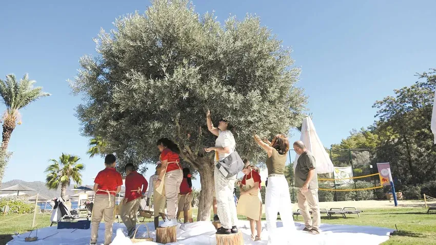 Türkiye, sofralık zeytin üretiminde dünya lideri!