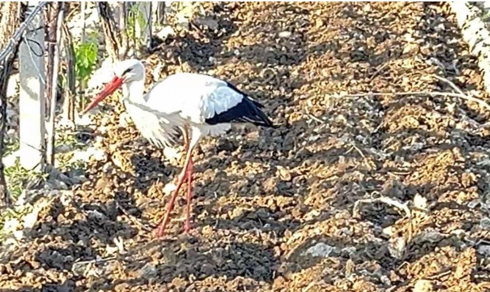 Manisa’da Leylek, Traktörün Peşinden Ayrılmadı