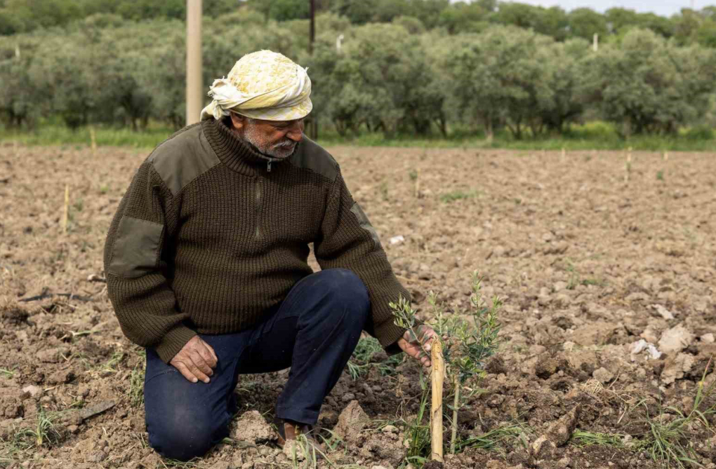Yunusemre’de fidanlar toprakla buluşuyor