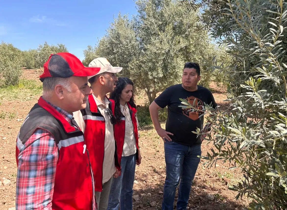 Zeytin Üretiminde Kalite İçin Don ve Zararlılarla Mücadele Sürüyor