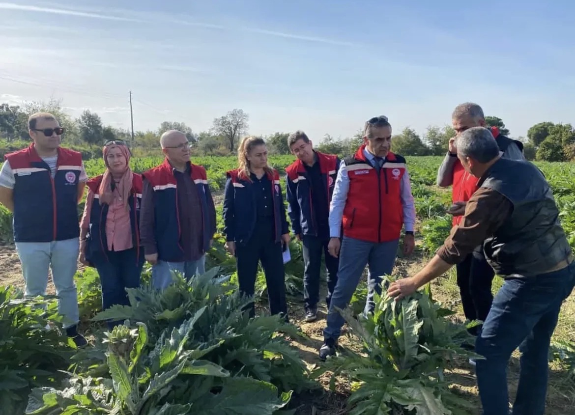 Aydın, Enginar Üretiminde Türkiye İkincisi