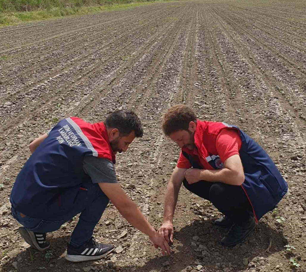 Pamuk üreticilerine "ilaçlama" çağrısı