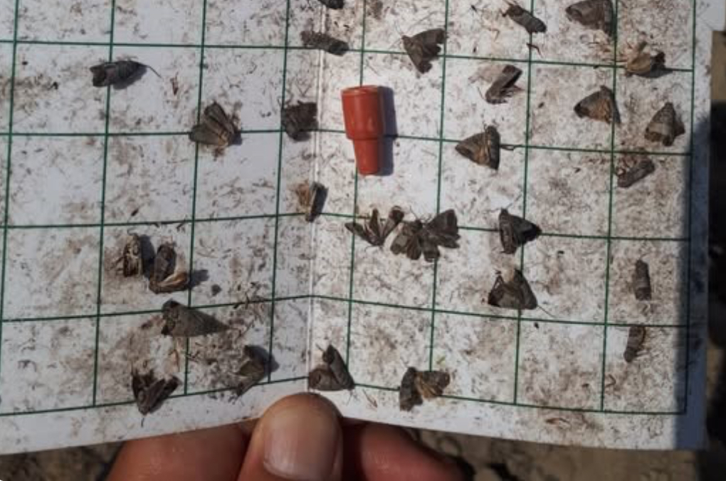 Manisa’da meyve üreticilerine ‘iç kurdu’ uyarısı