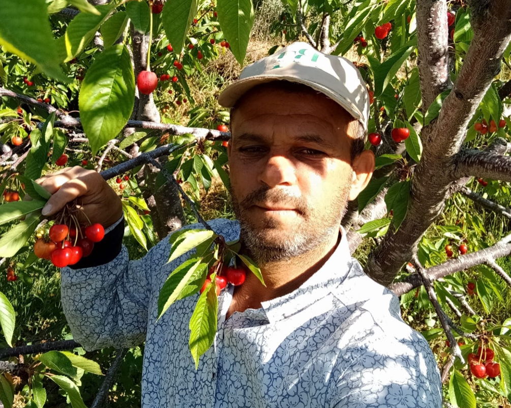 Napolyon kirazı fiyatıyla üreticilerin yüzünü güldürdü