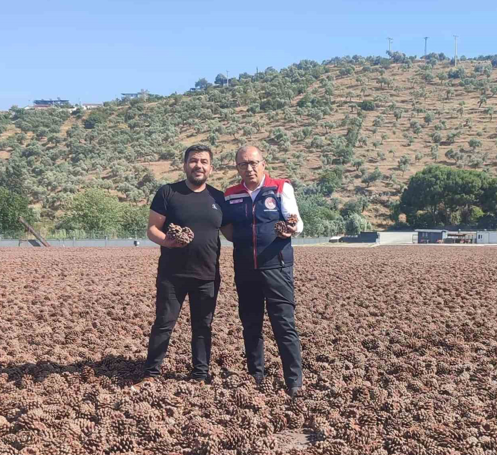 Aydın Çam Fıstığı dünya çapında güçleniyor