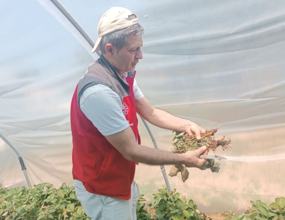Menteşe’de çiftçilere hastalık ve zararlı kontrolü desteği