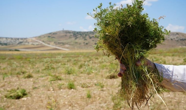 Kilis'te hasat başladı: Kilosu 200 TL'den satılacak