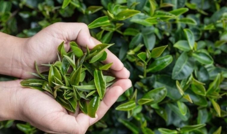 Yeşil çayda mevsimin ilk hasadı! Rekor fiyat