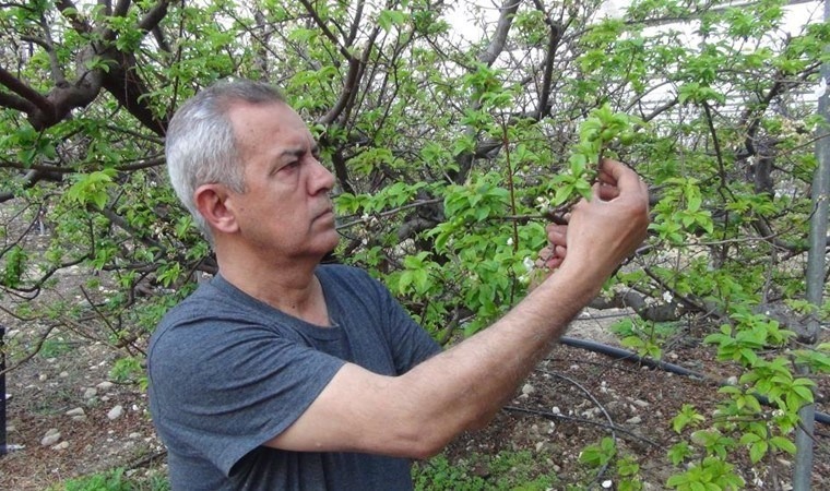 Mersin Silifke'de erik hasadı başladı!