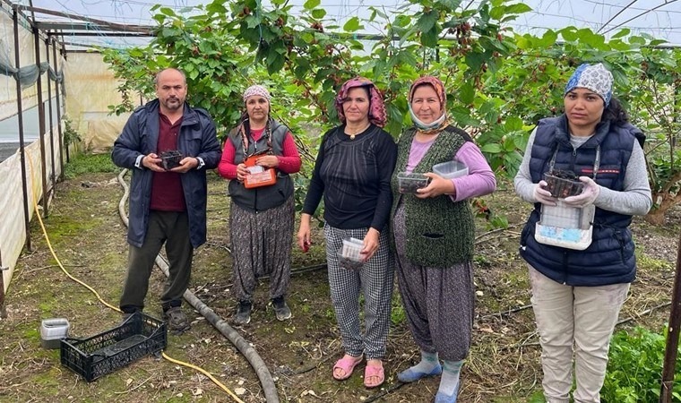 Silifke'de erken hasat: Tanesi 2,5 liradan satılıyor