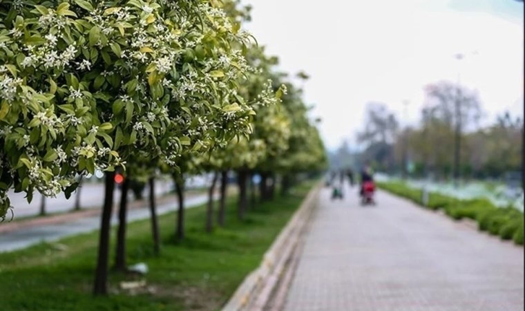 Çukurova’da yetişiyor! 3 milyon 200 bin rekolte elde edildi...