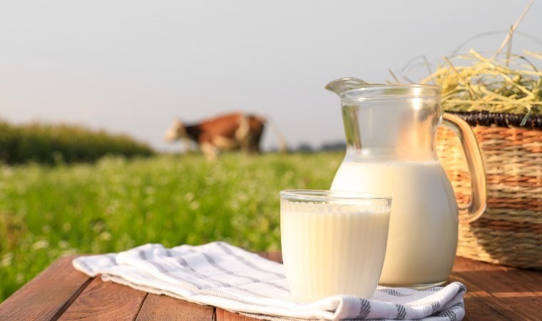 Dünyanın en kaliteli sütü olarak biliniyor! Jersey sütünden kaymak tarifi...