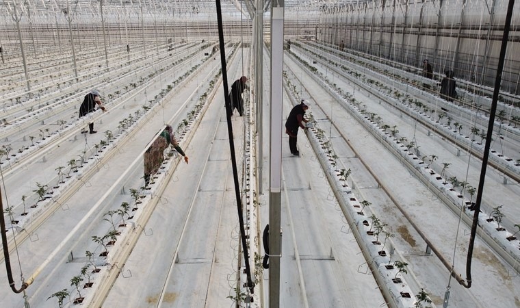 Erzincan'da jeotermal serada hasat için geri sayım başladı!