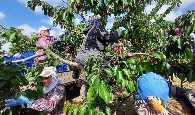 Tekirdağ'da hasat başladı