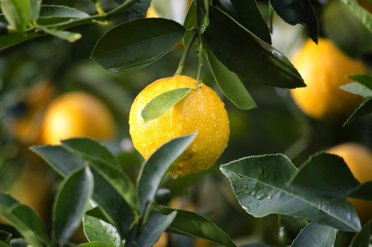 Uykusuz geceler için limonun bilinmeyen sırrı!