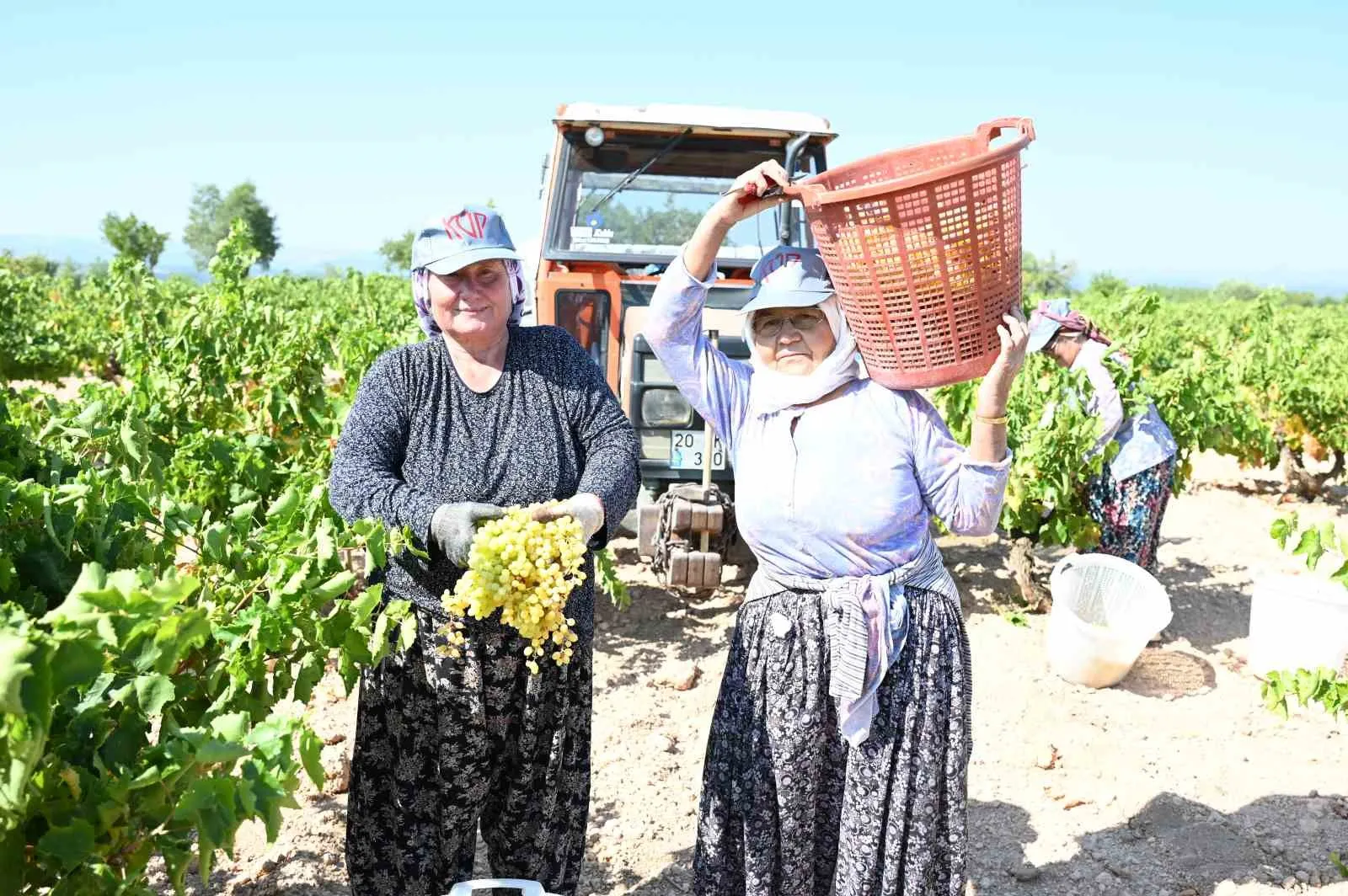 Bekilli üzümünde hasat zamanı