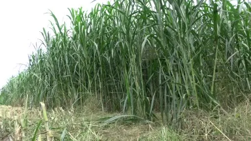 Maralfalfa'da ilk hasat yapıldı!